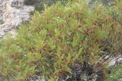 Pseudosmodingium andrieuxii