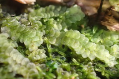 Calypogeia