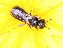 Ceratina