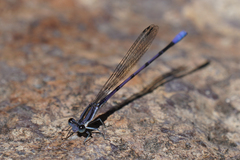 Argia hinei