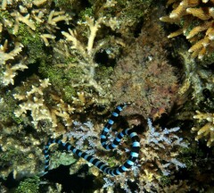 Laticauda laticaudata