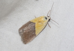 Ponometia semiflava