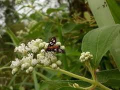 Amata huebneri