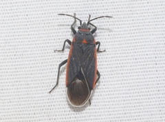 Melacoryphus lateralis