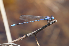 Argia extranea