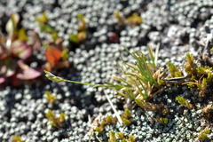 Poa maniototo