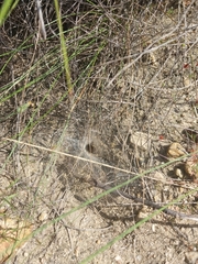 Euprosthenops