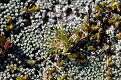 Poa maniototo