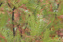 Pseudosmodingium andrieuxii