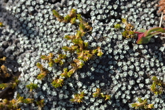 Stellaria gracilenta