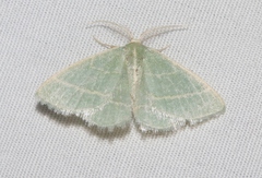 Chlorochlamys chloroleucaria