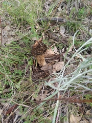 Morchella australiana