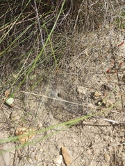 Euprosthenops