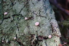 Icmadophila ericetorum