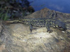 Triturus marmoratus