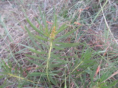 Stillingia texana
