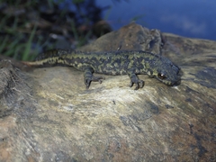 Triturus marmoratus