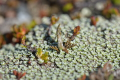 Leptinella conjuncta