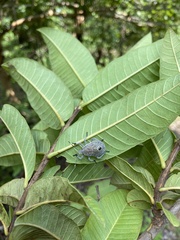 Erthesina acuminata
