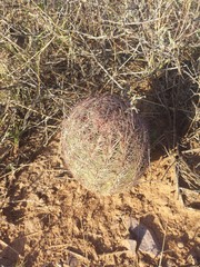 Echinomastus intertextus