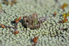 Leptinella conjuncta