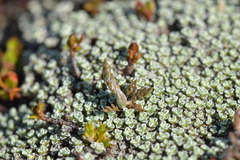 Leptinella conjuncta