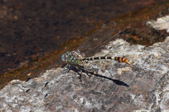 Erpetogomphus lampropeltis