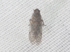 Melanoliarus concinnulus