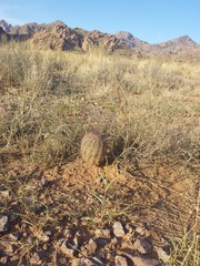 Echinomastus intertextus