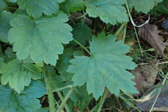 Boykinia occidentalis