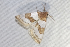 Schinia chryselloides