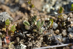 Leptinella conjuncta