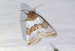 Schinia chryselloides