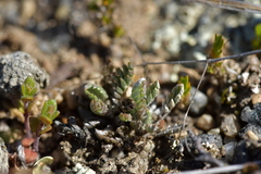 Leptinella conjuncta