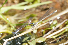 Argia hinei