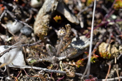 Leptinella conjuncta