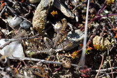 Leptinella conjuncta