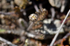 Leptinella conjuncta