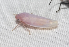 Gyponana angulata