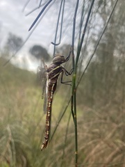 Adversaeschna brevistyla