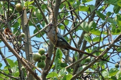 Urocolius indicus transvaalensis