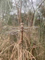 Adversaeschna brevistyla