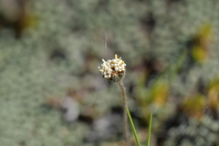 Leptinella conjuncta