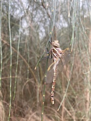 Adversaeschna brevistyla