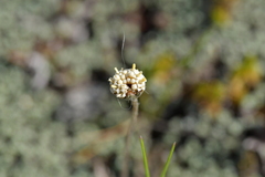 Leptinella conjuncta