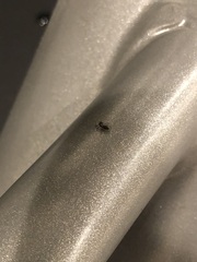Platycryptus californicus
