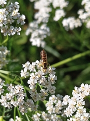 Sphaerophoria scripta