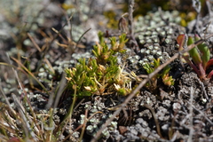 Stellaria gracilenta