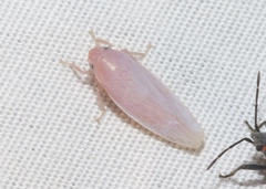 Gyponana angulata