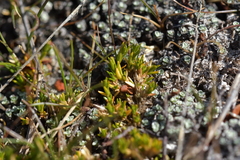 Stellaria gracilenta